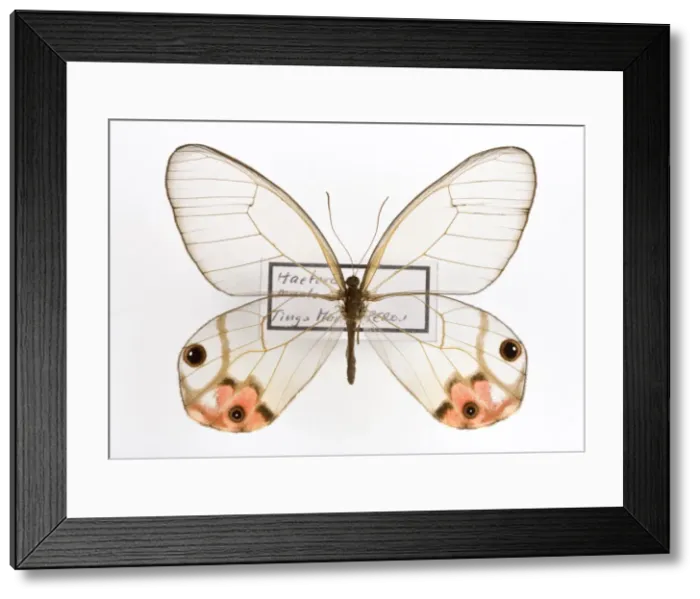 Framed Print : Picture No. 10896032 Framed Print : Picture No. 10896032