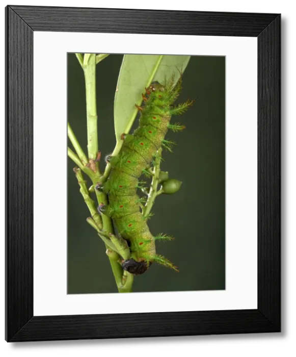 Framed Print : Picture No. 10896036 Framed Print : Picture No. 10896036