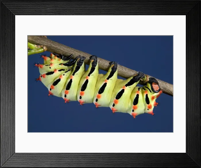 Framed Print : Picture No. 10896026 Framed Print : Picture No. 10896026