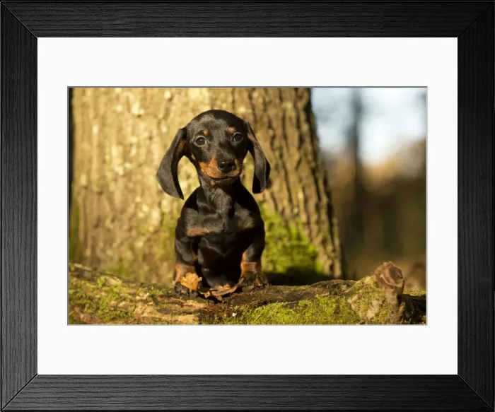 Framed Print : Picture No. 10895319 Framed Print : Picture No. 10895319