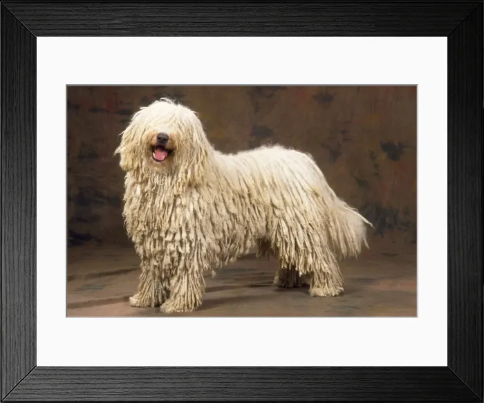Framed Print : Picture No. 11013639 Framed Print : Picture No. 11013639