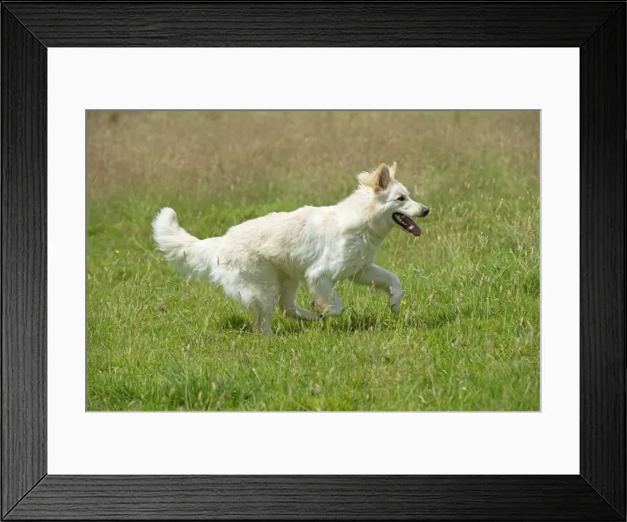 Framed Print : Picture No. 11013745 Framed Print : Picture No. 11013745
