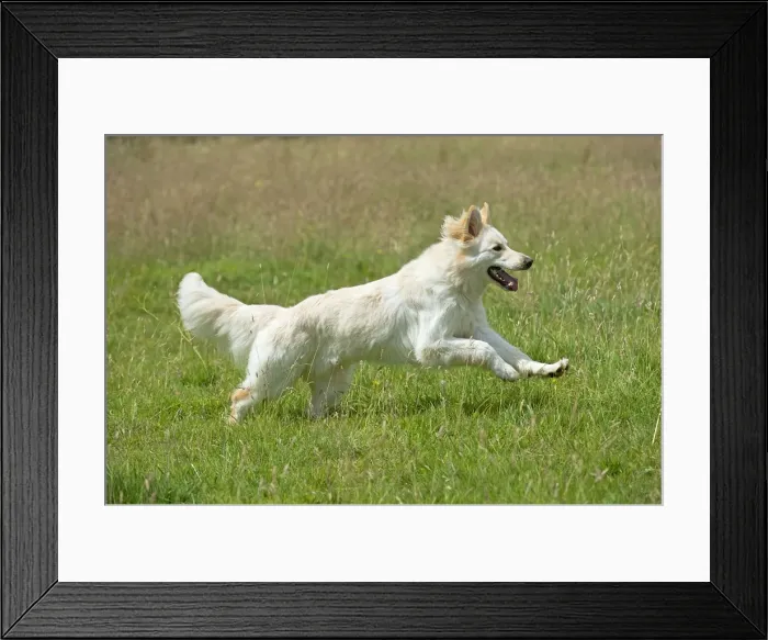 Framed Print : Picture No. 11013746 Framed Print : Picture No. 11013746
