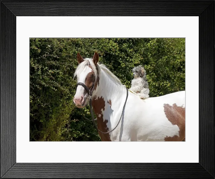 Framed Print : Picture No. 11013747 Framed Print : Picture No. 11013747