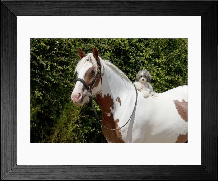 Framed Print : Picture No. 11013748 Framed Print : Picture No. 11013748