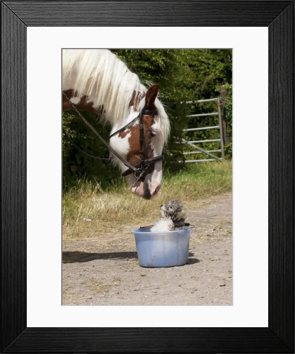 Framed Print : Picture No. 11013749 Framed Print : Picture No. 11013749