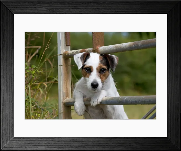 Framed Print : Picture No. 11013750 Framed Print : Picture No. 11013750