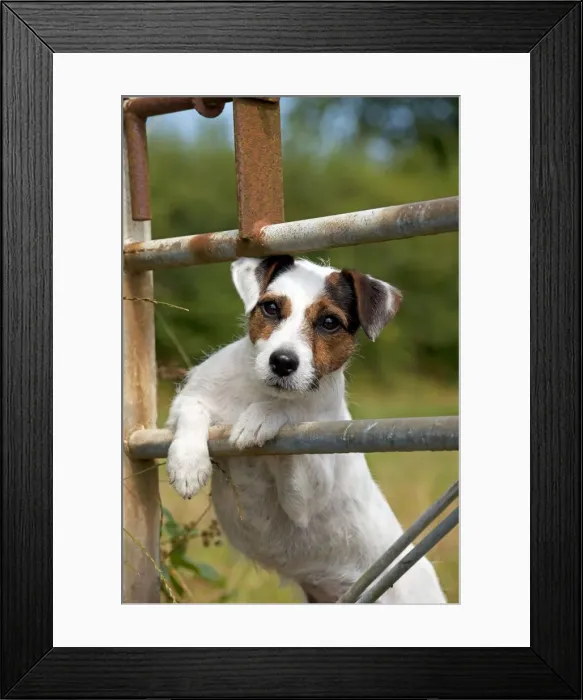 Framed Print : Picture No. 11013751 Framed Print : Picture No. 11013751