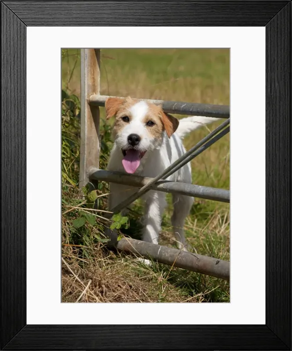 Framed Print : Picture No. 11013753 Framed Print : Picture No. 11013753