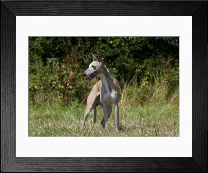 Framed Print : Picture No. 11013758 Framed Print : Picture No. 11013758