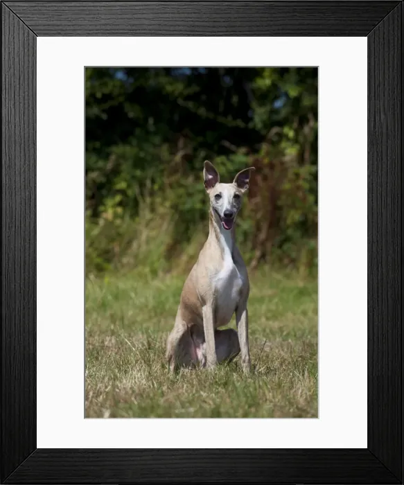 Framed Print : Picture No. 11013759 Framed Print : Picture No. 11013759