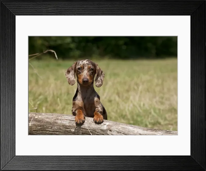 Framed Print : Picture No. 11013762 Framed Print : Picture No. 11013762
