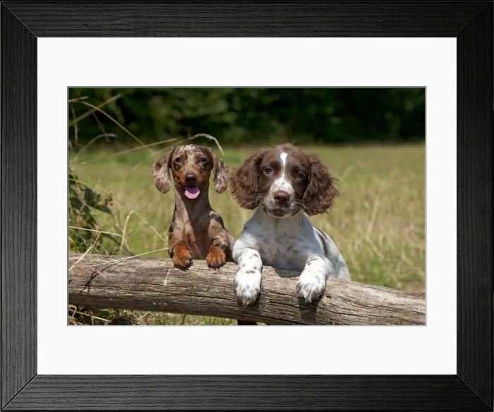 Framed Print : Picture No. 11013764