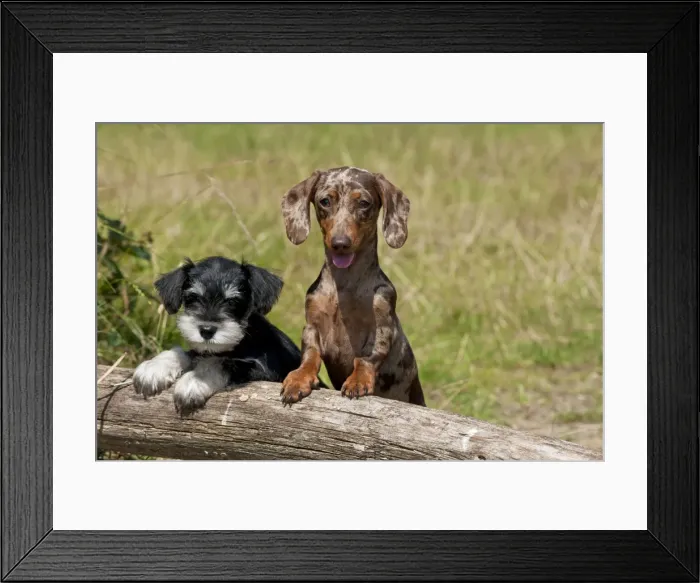 Framed Print : Picture No. 11013765 Framed Print : Picture No. 11013765