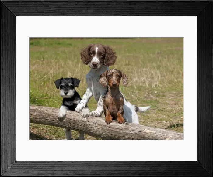 Framed Print : Picture No. 11013766