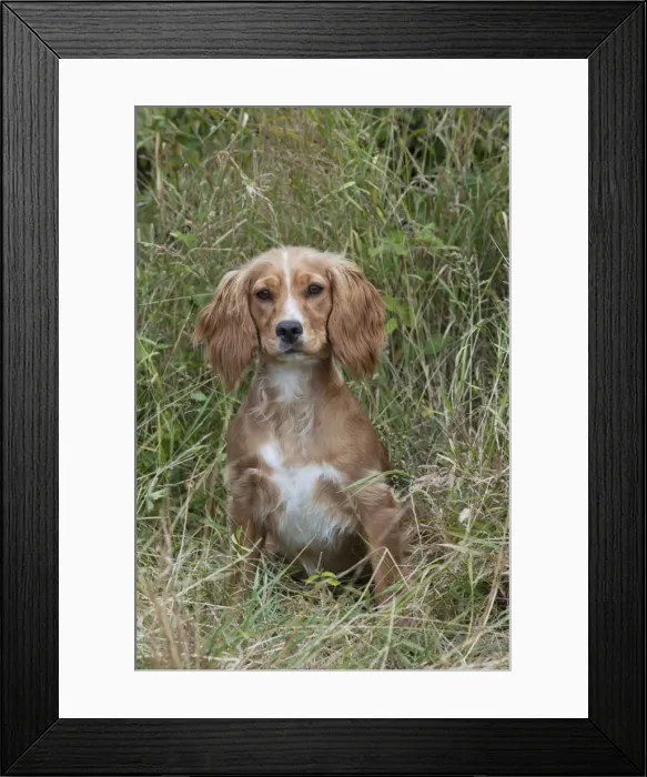 Framed Print : Picture No. 11013767