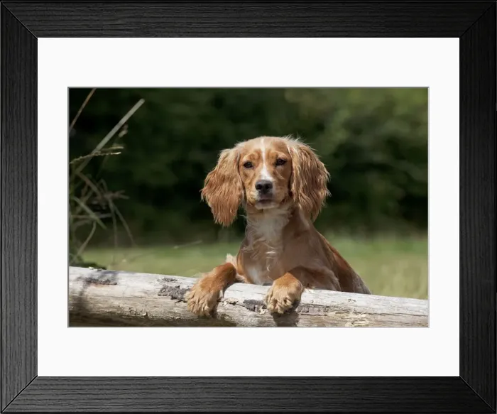 Framed Print : Picture No. 11013769 Framed Print : Picture No. 11013769