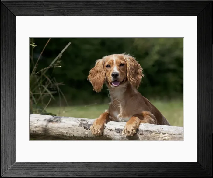 Framed Print : Picture No. 11013770 Framed Print : Picture No. 11013770