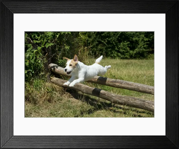 Framed Print : Picture No. 11013774 Framed Print : Picture No. 11013774