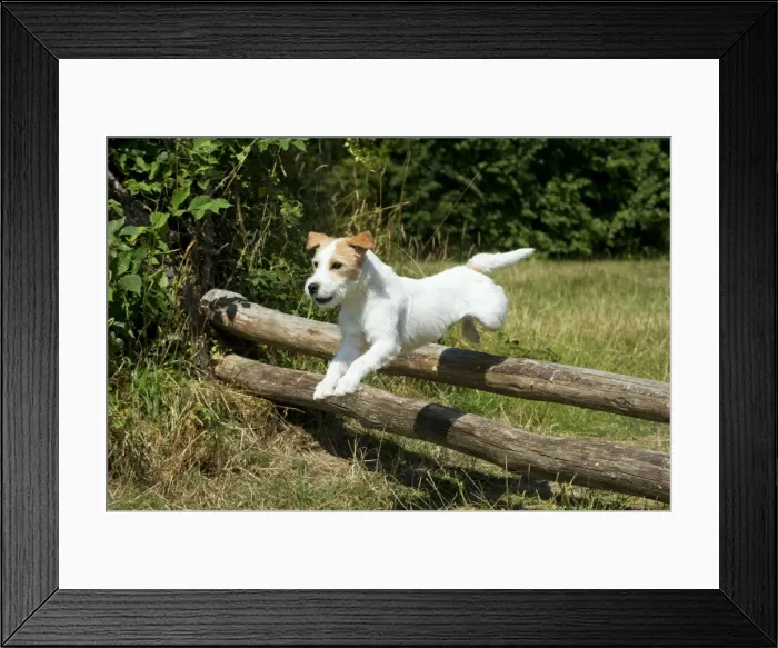 Framed Print : Picture No. 11013775 Framed Print : Picture No. 11013775