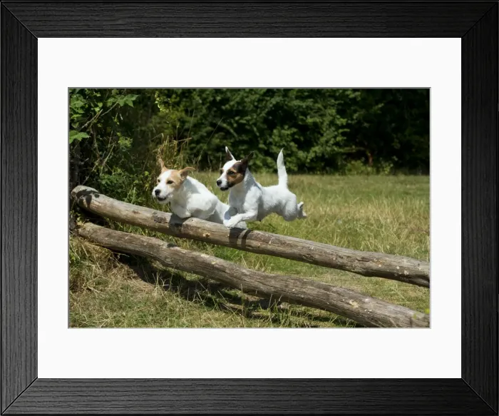 Framed Print : Picture No. 11013776 Framed Print : Picture No. 11013776