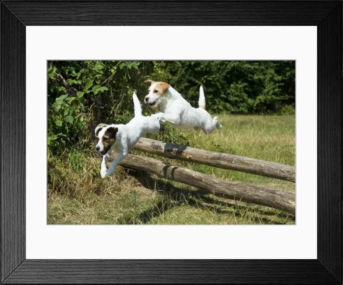 Framed Print : Picture No. 11013777 Framed Print : Picture No. 11013777