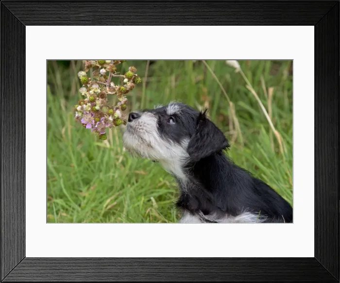 Framed Print : Picture No. 11013785 Framed Print : Picture No. 11013785