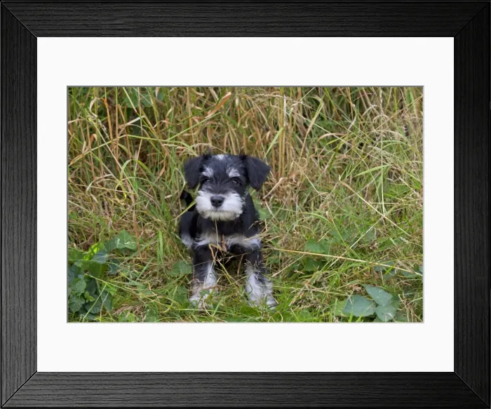 Framed Print : Picture No. 11013786 Framed Print : Picture No. 11013786