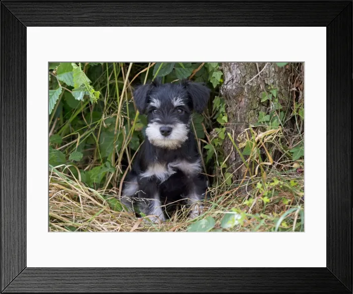 Framed Print : Picture No. 11013787 Framed Print : Picture No. 11013787