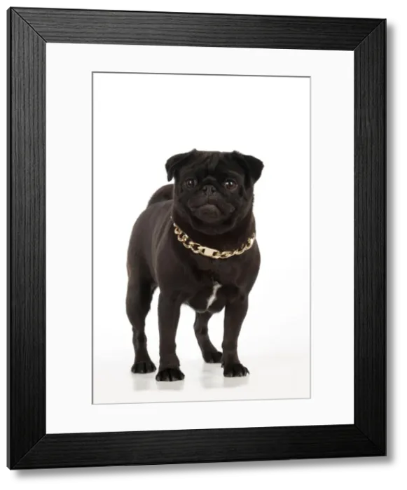 Framed Print : Picture No. 11013789 Framed Print : Picture No. 11013789