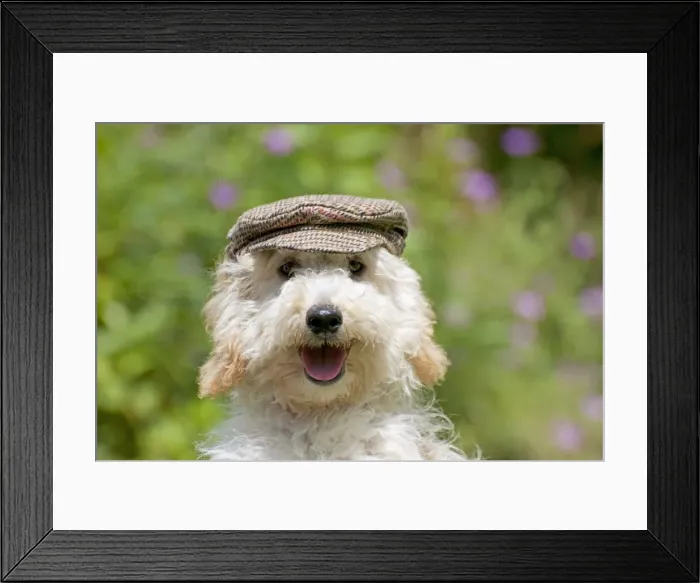 Framed Print : Picture No. 11013797 Framed Print : Picture No. 11013797