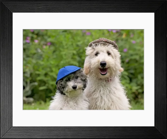 Framed Print : Picture No. 11013800