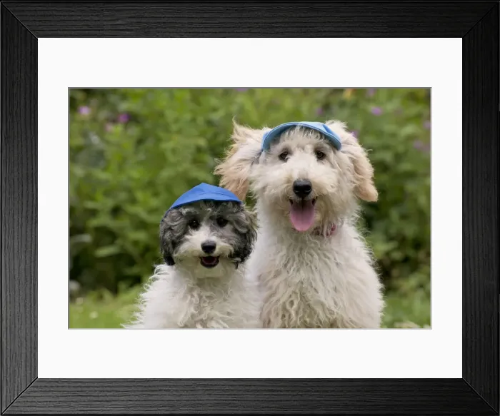 Framed Print : Picture No. 11013801