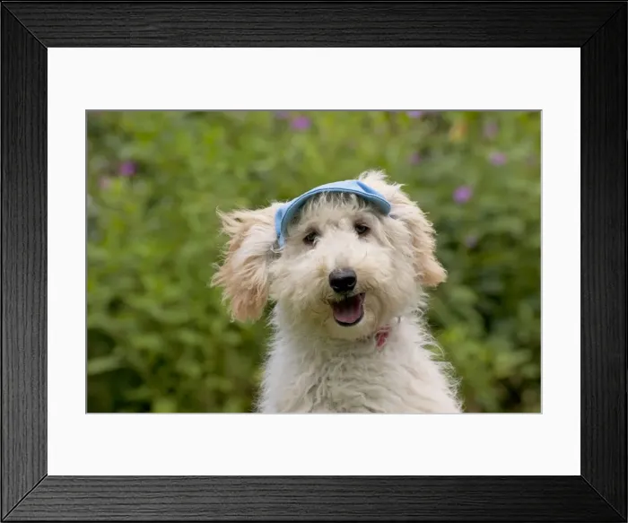 Framed Print : Picture No. 11013802
