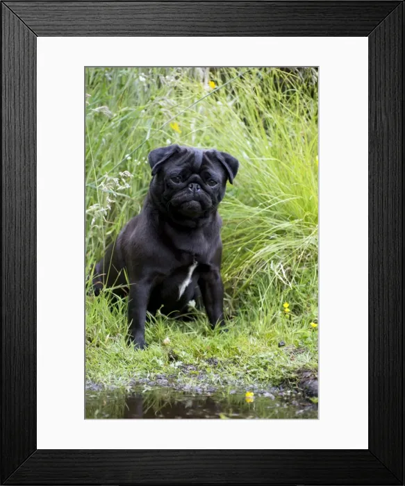 Framed Print : Picture No. 11013803 Framed Print : Picture No. 11013803