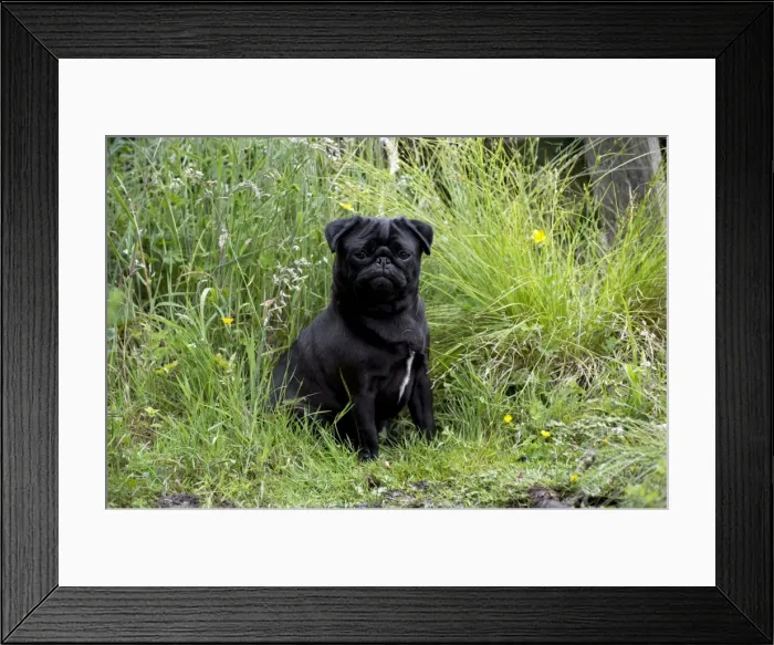 Framed Print : Picture No. 11013804 Framed Print : Picture No. 11013804