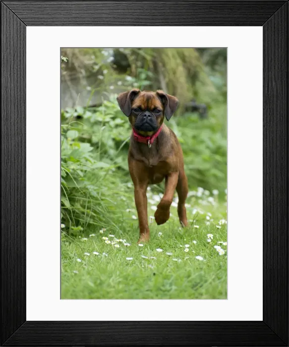 Framed Print : Picture No. 11013808 Framed Print : Picture No. 11013808