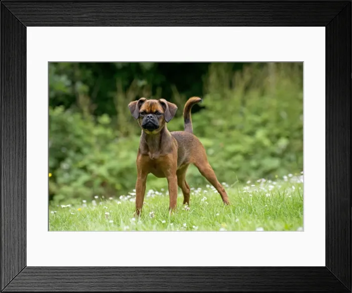 Framed Print : Picture No. 11013809 Framed Print : Picture No. 11013809