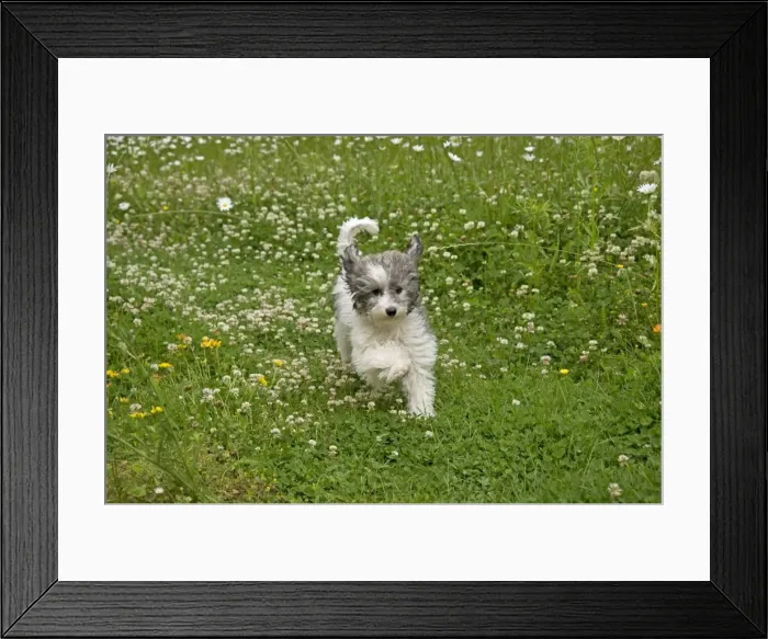 Framed Print : Picture No. 11013810 Framed Print : Picture No. 11013810