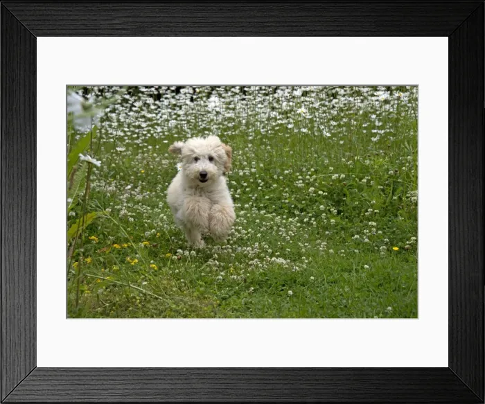Framed Print : Picture No. 11013811 Framed Print : Picture No. 11013811