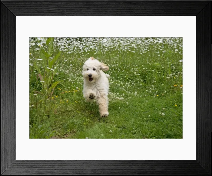 Framed Print : Picture No. 11013812 Framed Print : Picture No. 11013812