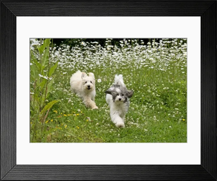 Framed Print : Picture No. 11013813 Framed Print : Picture No. 11013813