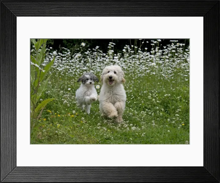 Framed Print : Picture No. 11013814 Framed Print : Picture No. 11013814
