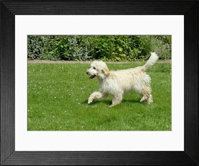 Framed Print : Picture No. 11013816 Framed Print : Picture No. 11013816