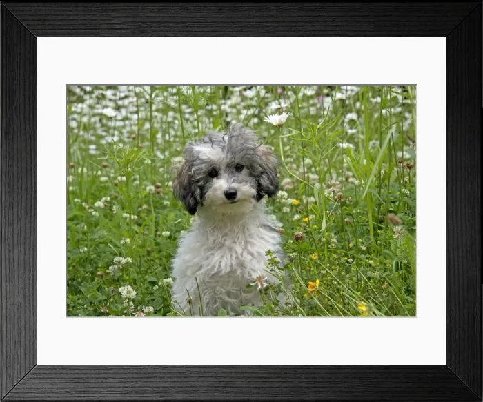 Framed Print : Picture No. 11013829 Framed Print : Picture No. 11013829
