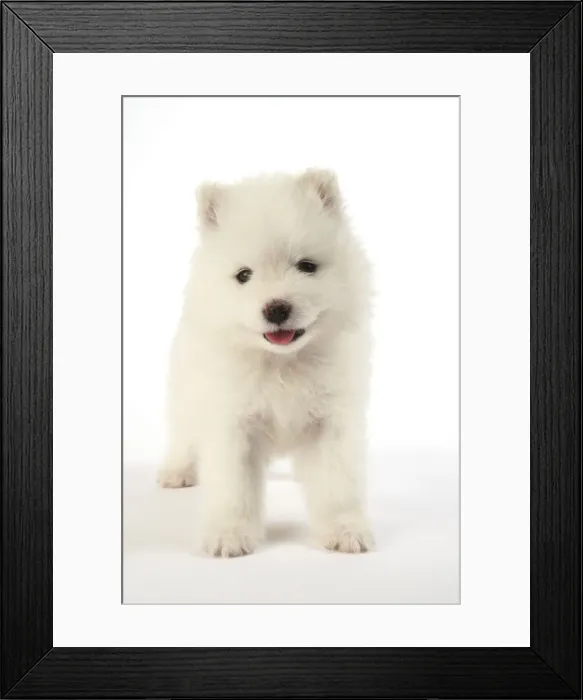 Framed Print : Picture No. 11013858 Framed Print : Picture No. 11013858