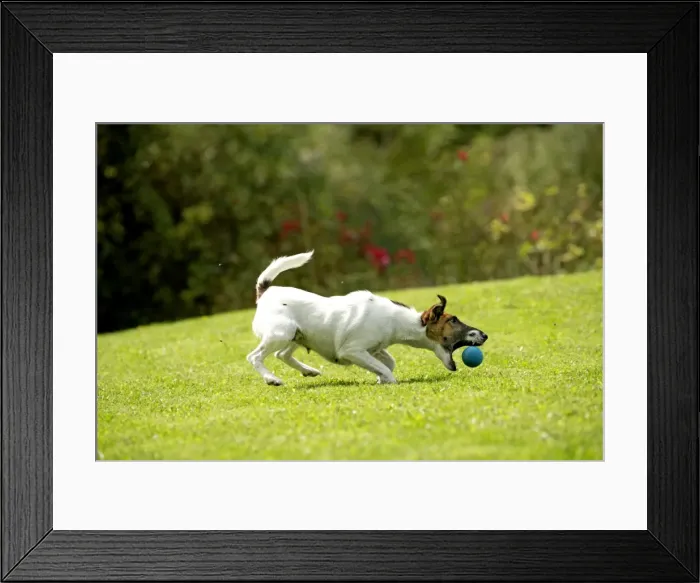 Framed Print : Picture No. 11013861 Framed Print : Picture No. 11013861