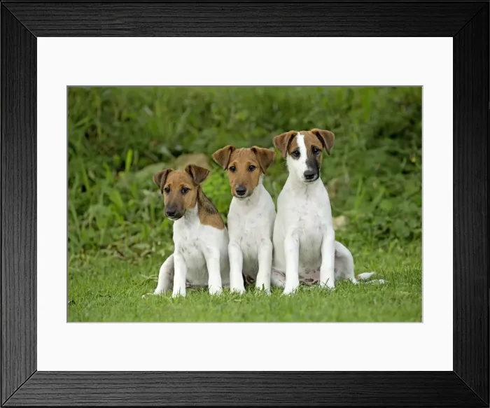 Framed Print : Picture No. 11013864