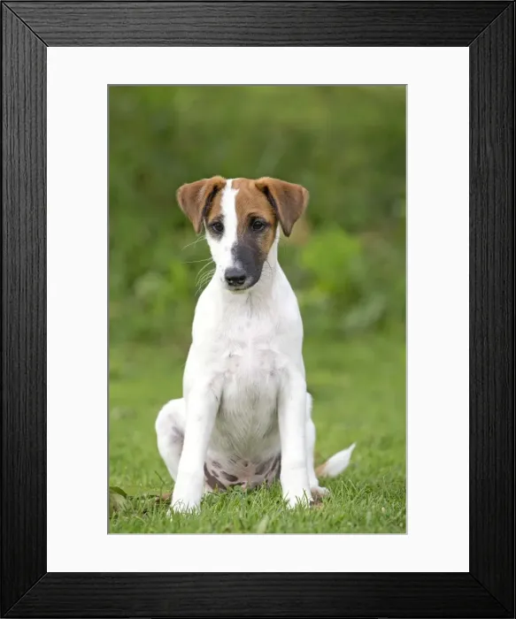 Framed Print : Picture No. 11013866 Framed Print : Picture No. 11013866