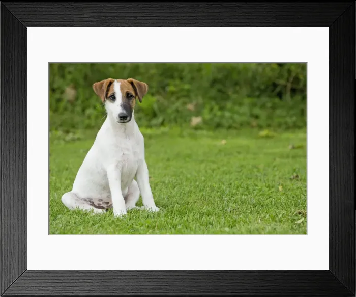 Framed Print : Picture No. 11013870